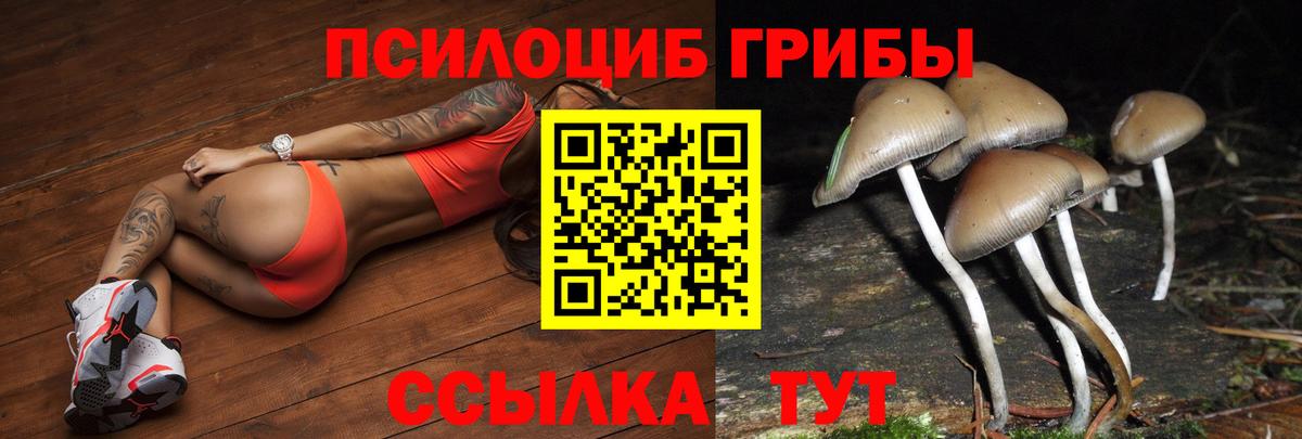 Псилоцибиновые грибы Cubensis  Вход с VPN  Великий Новгород 